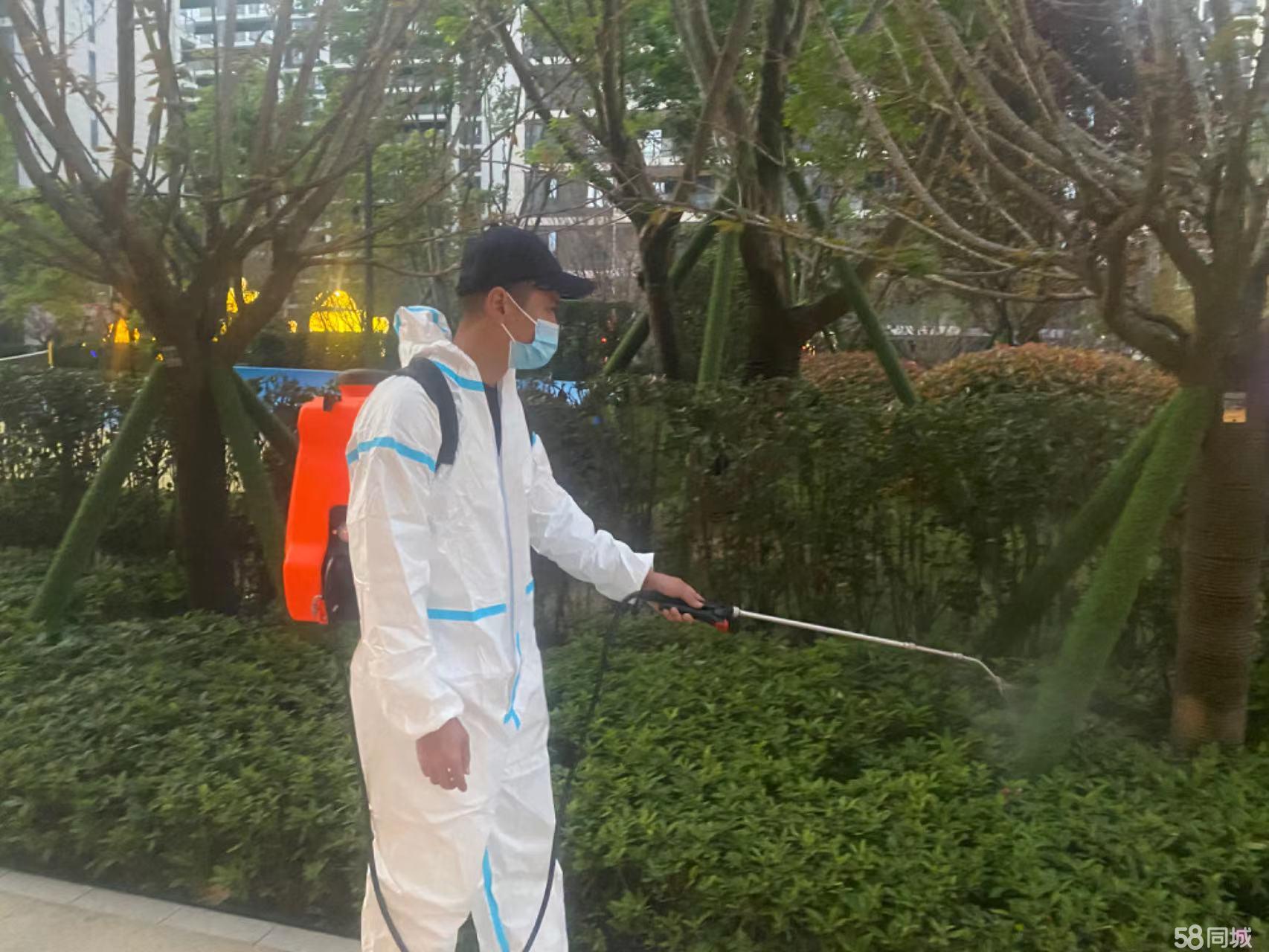 专业消杀指南 全面守护家居健康，告别跳蚤白蚁等虫害困扰