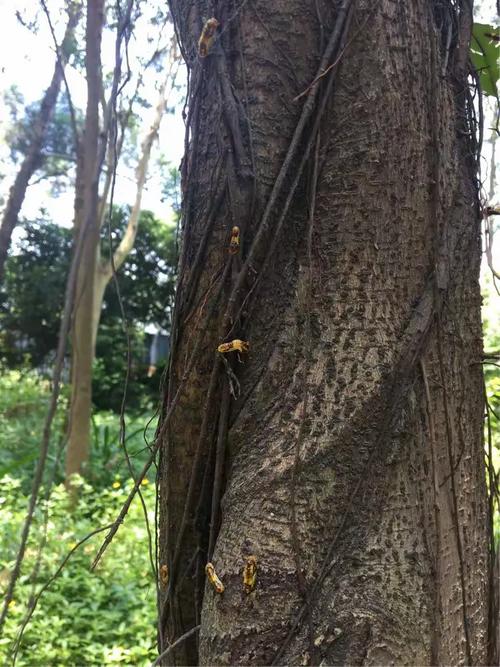 鼎太风华七期及深南燃气站路段绿化虫害防制消杀工作情况报告