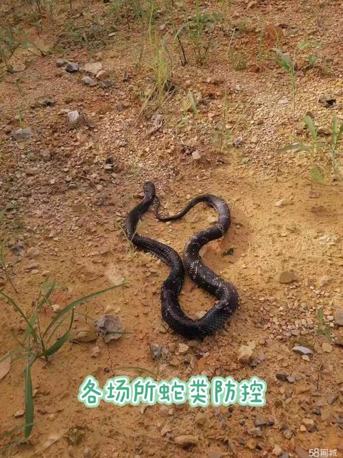 桂林专业虫害消杀公司 全方位蛇类防控与环境勘察培训服务